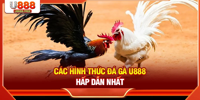 Đá Gà U888 – Sân Chơi Trực Tuyến Cho Tín Đồ Đam Mê