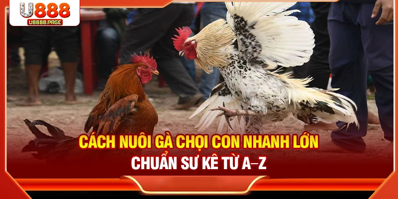 Đá Gà U888 – Sân Chơi Trực Tuyến Cho Tín Đồ Đam Mê