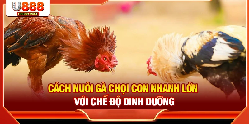 Cách Nuôi Gà Chọi Con Nhanh Lớn Chuẩn Sư Kê Từ A–Z