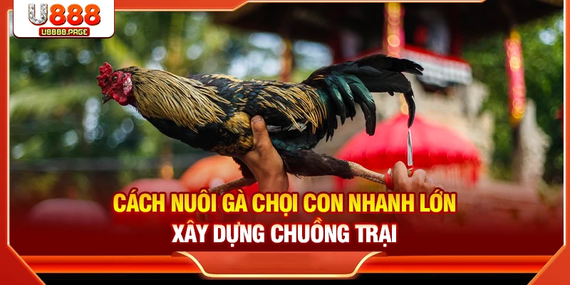 Cách Nuôi Gà Chọi Con Nhanh Lớn Chuẩn Sư Kê Từ A–Z