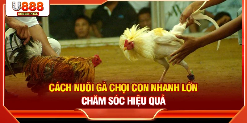 Cách Nuôi Gà Chọi Con Nhanh Lớn Chuẩn Sư Kê Từ A–Z