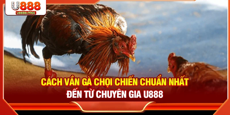 Đá Gà U888 – Sân Chơi Trực Tuyến Cho Tín Đồ Đam Mê