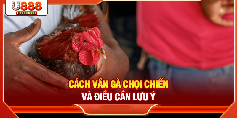 Cách Vần Gà Chọi Chiến Chuẩn Nhất Đến Từ Chuyên Gia U888