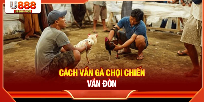 Cách Vần Gà Chọi Chiến Chuẩn Nhất Đến Từ Chuyên Gia U888