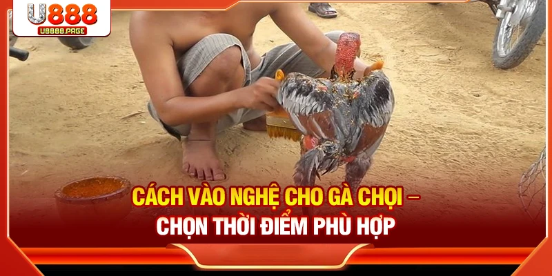 Cách Vào Nghệ Cho Gà Chọi Chuẩn | Tăng Sức Bền & Da Đỏ Đẹp