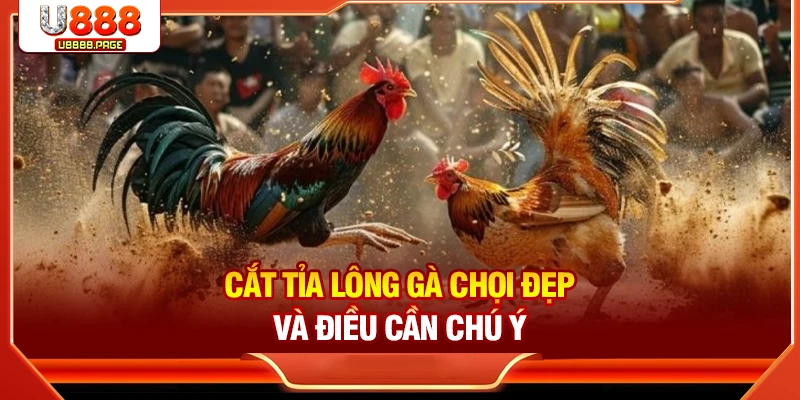 Cách Cắt Tỉa Lông Gà Chọi Đẹp & An Toàn Nhất Tại U888
