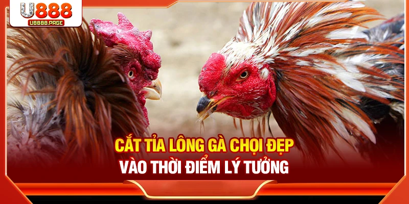 Cách Cắt Tỉa Lông Gà Chọi Đẹp & An Toàn Nhất Tại U888