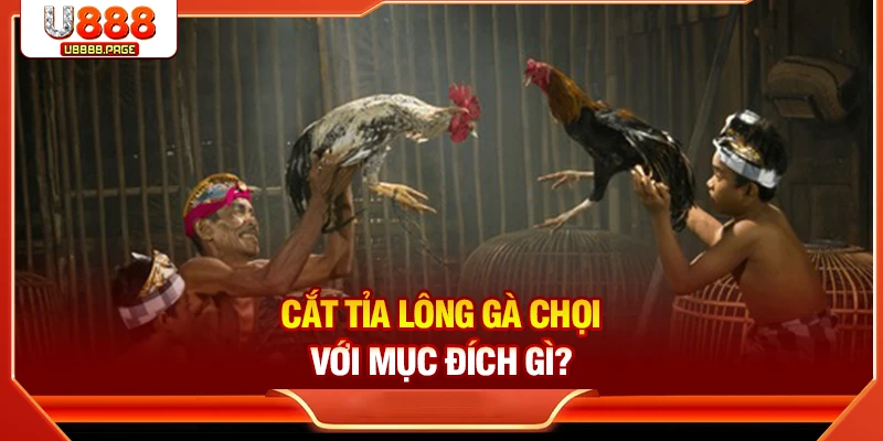 Cách Cắt Tỉa Lông Gà Chọi Đẹp & An Toàn Nhất Tại U888