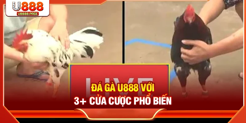 Đá Gà U888 – Sân Chơi Trực Tuyến Cho Tín Đồ Đam Mê
