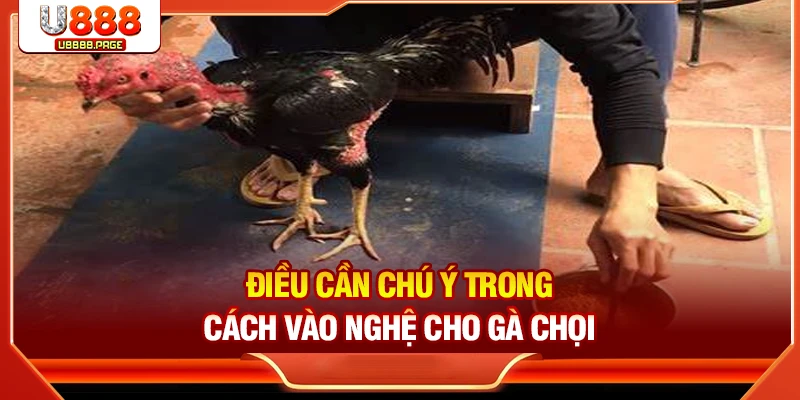 Cách Vào Nghệ Cho Gà Chọi Chuẩn | Tăng Sức Bền & Da Đỏ Đẹp