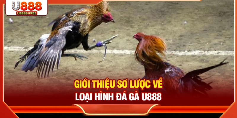 Đá Gà U888 – Sân Chơi Trực Tuyến Cho Tín Đồ Đam Mê