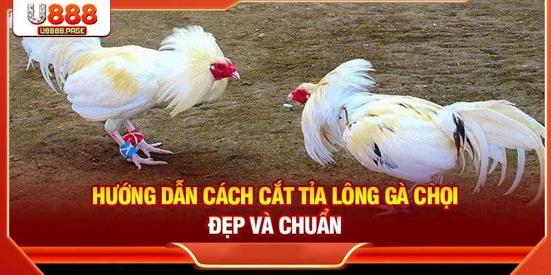 Cách Cắt Tỉa Lông Gà Chọi Đẹp & An Toàn Nhất Tại U888