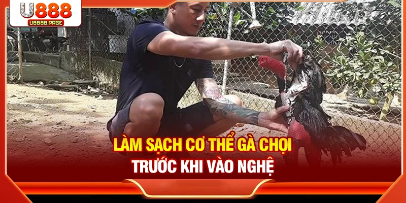 Cách Vào Nghệ Cho Gà Chọi Chuẩn | Tăng Sức Bền & Da Đỏ Đẹp