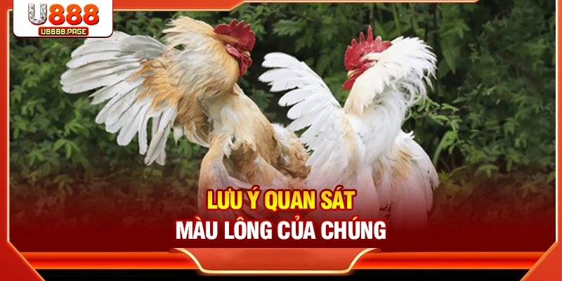 Mắt Gà Chọi Lì - Bí Quyết Nhận Diện Chiến Kê Hay Chuẩn