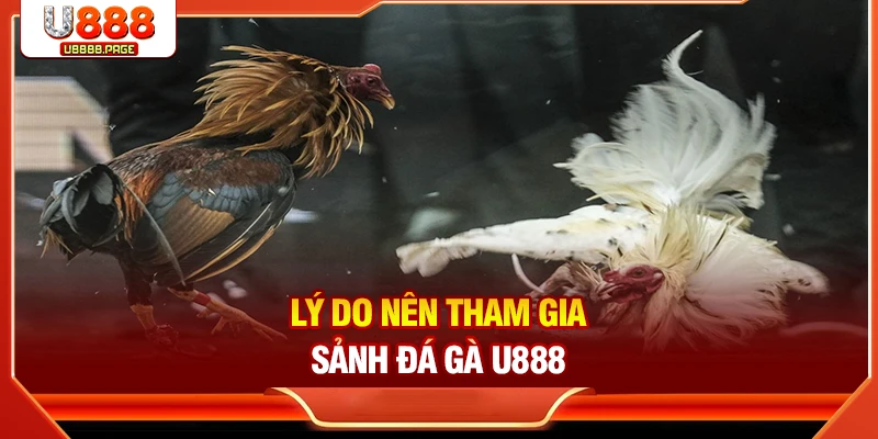 Đá Gà U888 – Sân Chơi Trực Tuyến Cho Tín Đồ Đam Mê