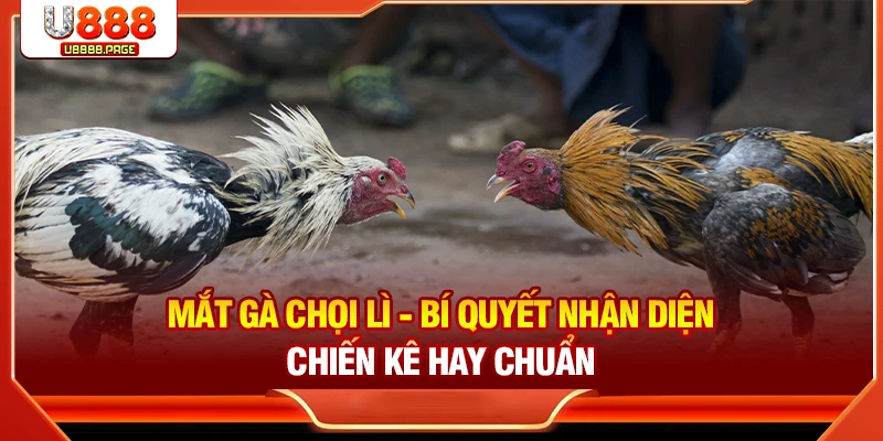 Đá Gà U888 – Sân Chơi Trực Tuyến Cho Tín Đồ Đam Mê