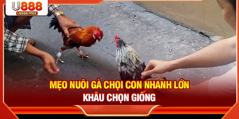 Cách Nuôi Gà Chọi Con Nhanh Lớn Chuẩn Sư Kê Từ A–Z