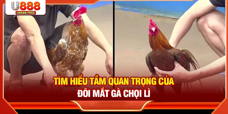 Mắt Gà Chọi Lì - Bí Quyết Nhận Diện Chiến Kê Hay Chuẩn