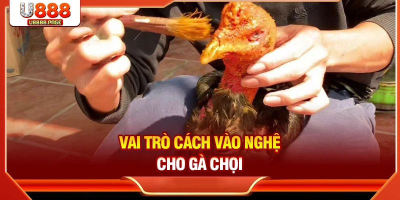 Cách Vào Nghệ Cho Gà Chọi Chuẩn | Tăng Sức Bền & Da Đỏ Đẹp