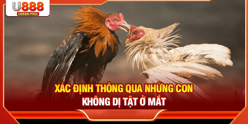 Mắt Gà Chọi Lì - Bí Quyết Nhận Diện Chiến Kê Hay Chuẩn